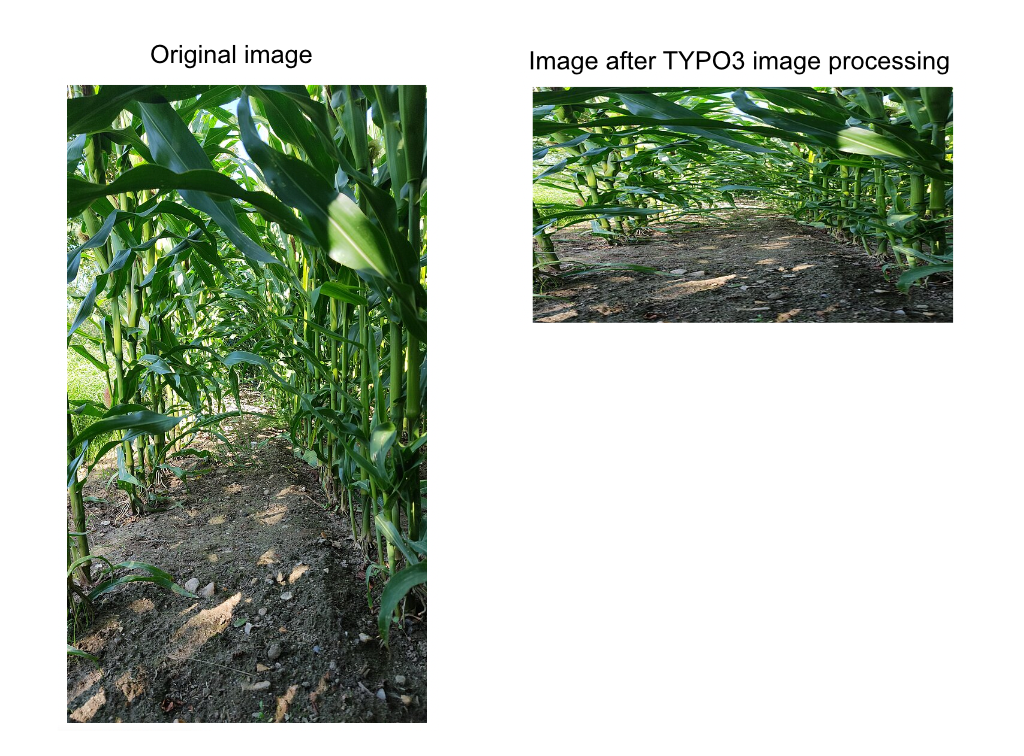 Image comparision - distorted portrait image in TYPO3